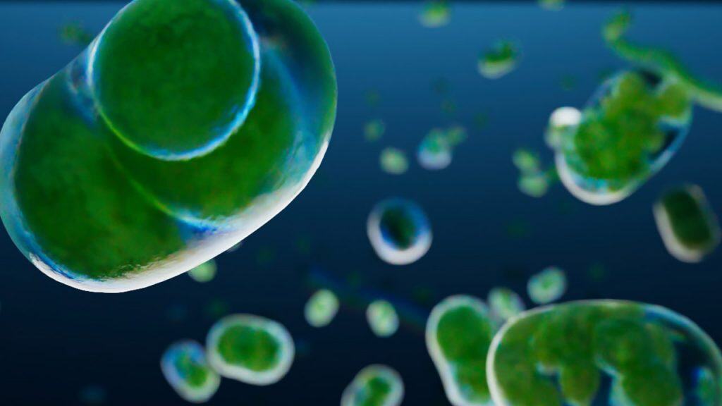 Fond Separation Spirulina algae, a vibrant green superfood, magnified.