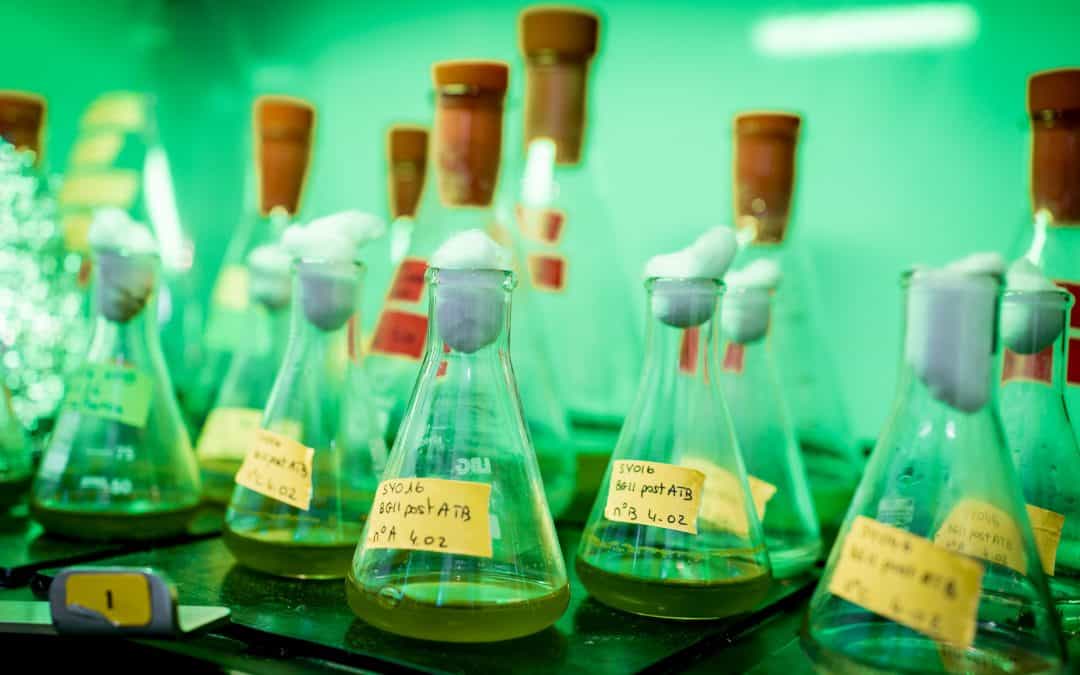 Inside our Microalgae Strain Bank