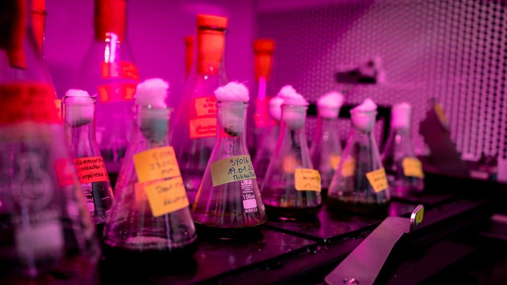 Flasks with microalgae cultures in a lab, part of our microalgae strain bank.