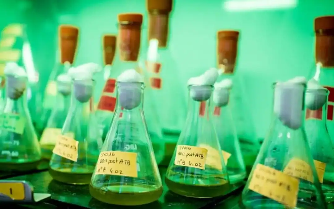 Laboratory flasks with yellow labels, green liquid, and cotton stoppers.